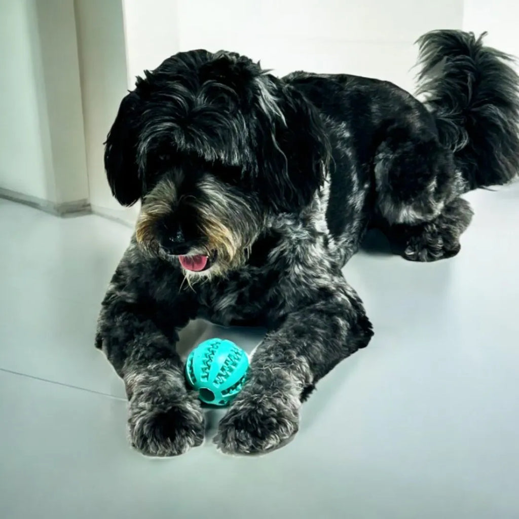 Balle à friandises pour chien - SnackBall : Intéractif et ludique