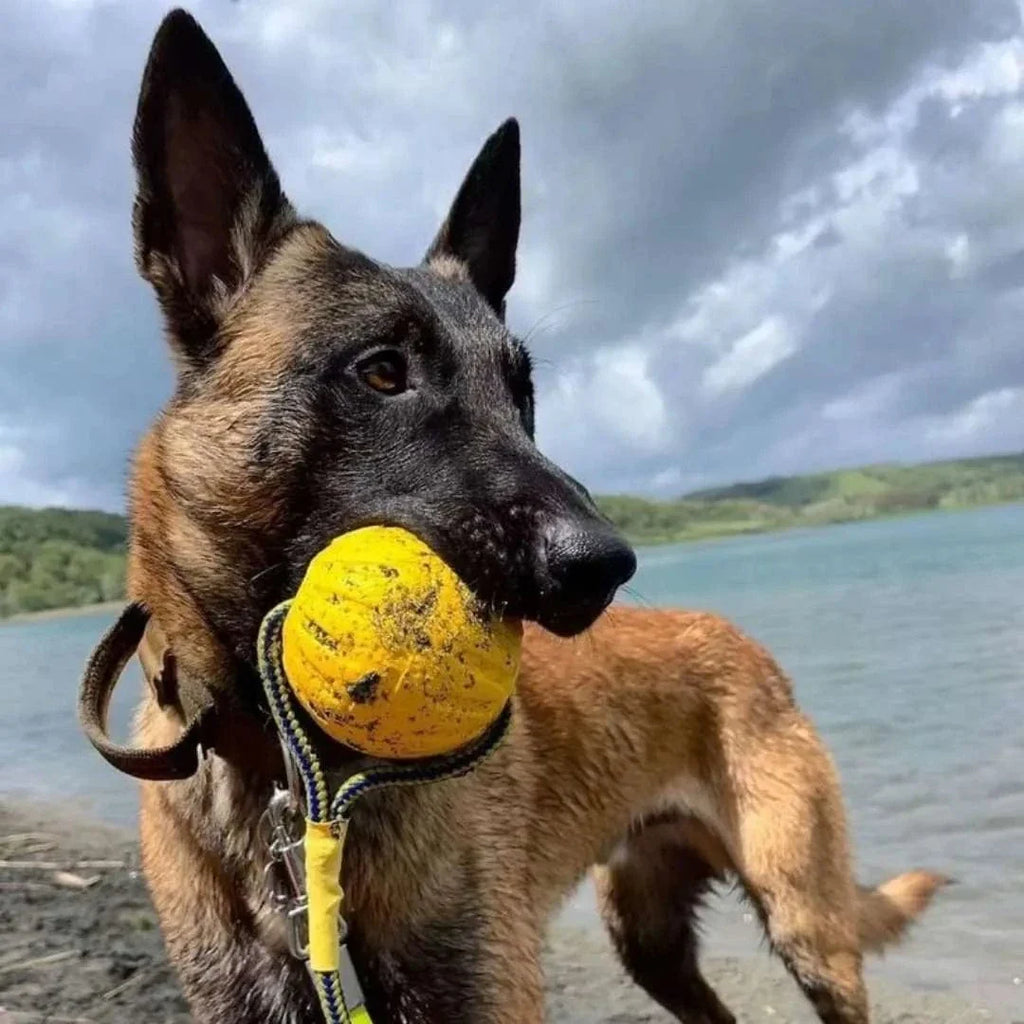 Balle pour chien flottante – La Sainte Balle