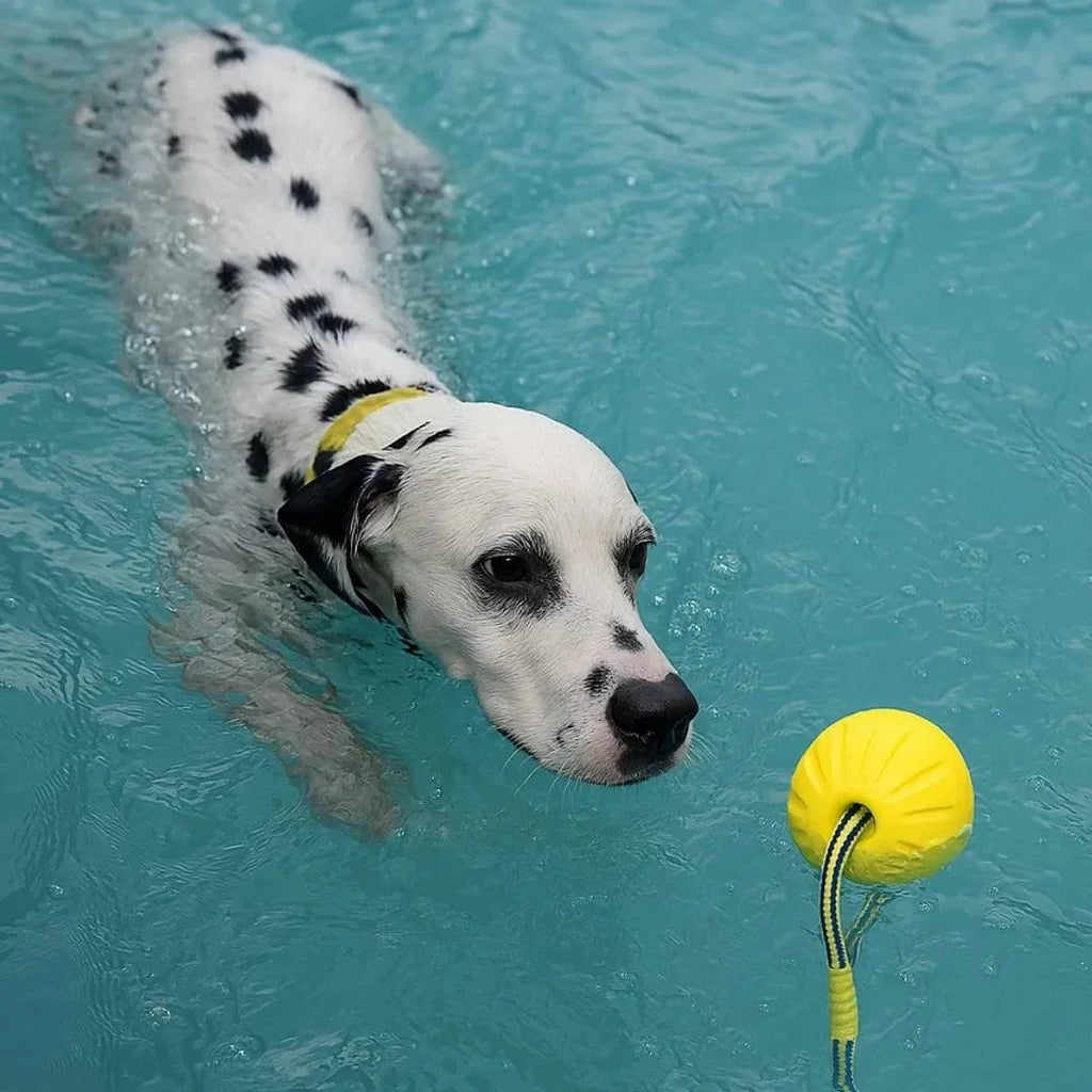 Balle indestructible pour chien – La Sainte Balle 😇