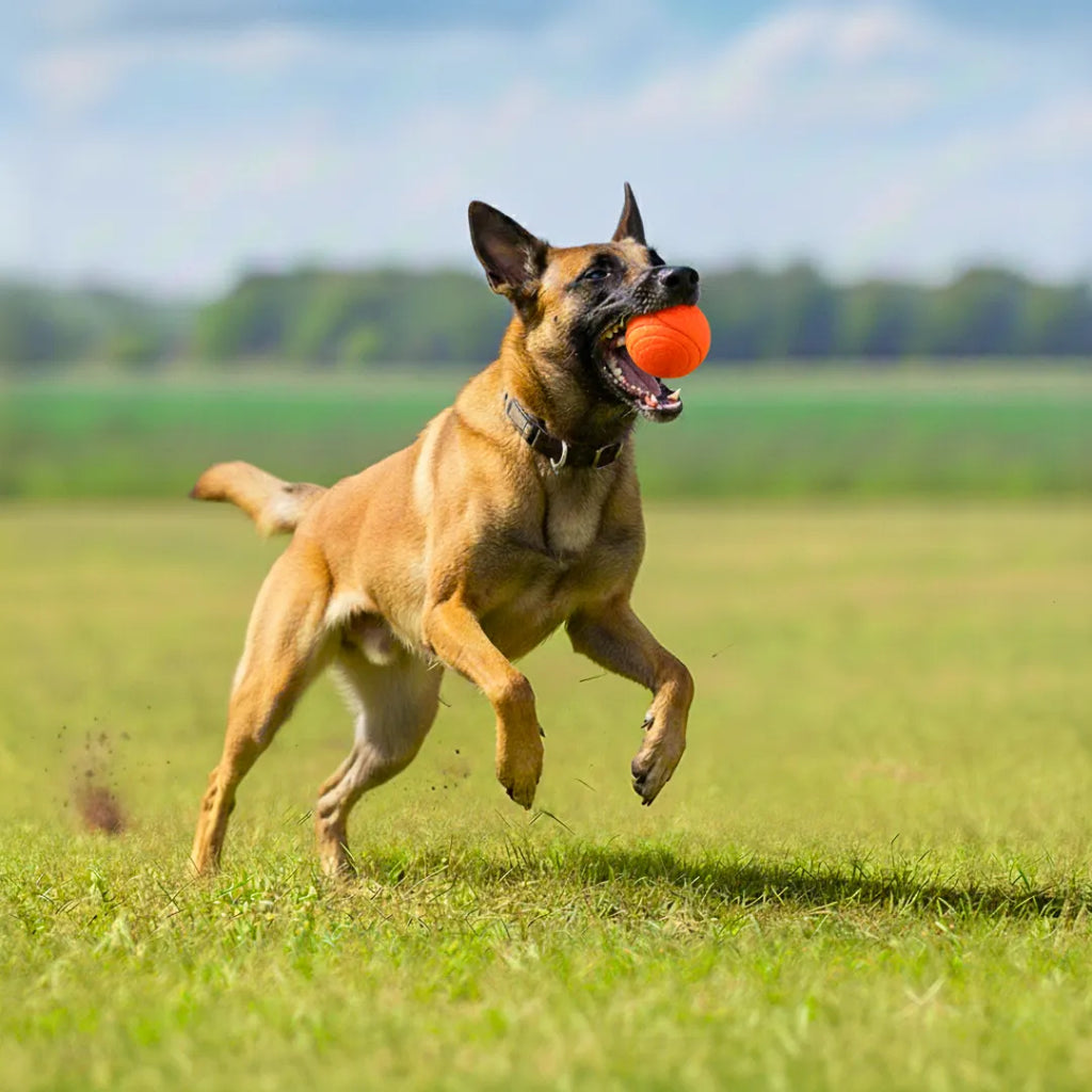 Balle Rebondissante pour Chien - JumpyBall : l’Essentiel du Jeu