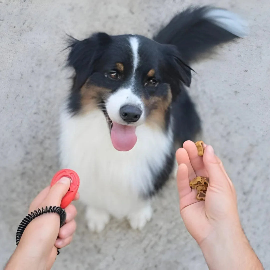 Clicker d'éducation pour chien