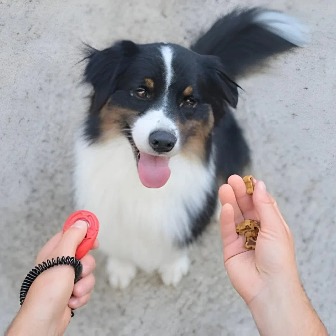 Clicker d'éducation pour chien