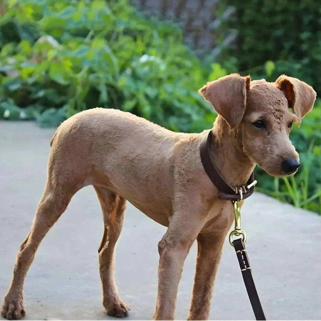 Collier pour chiot dès 2 mois – PuppyFit