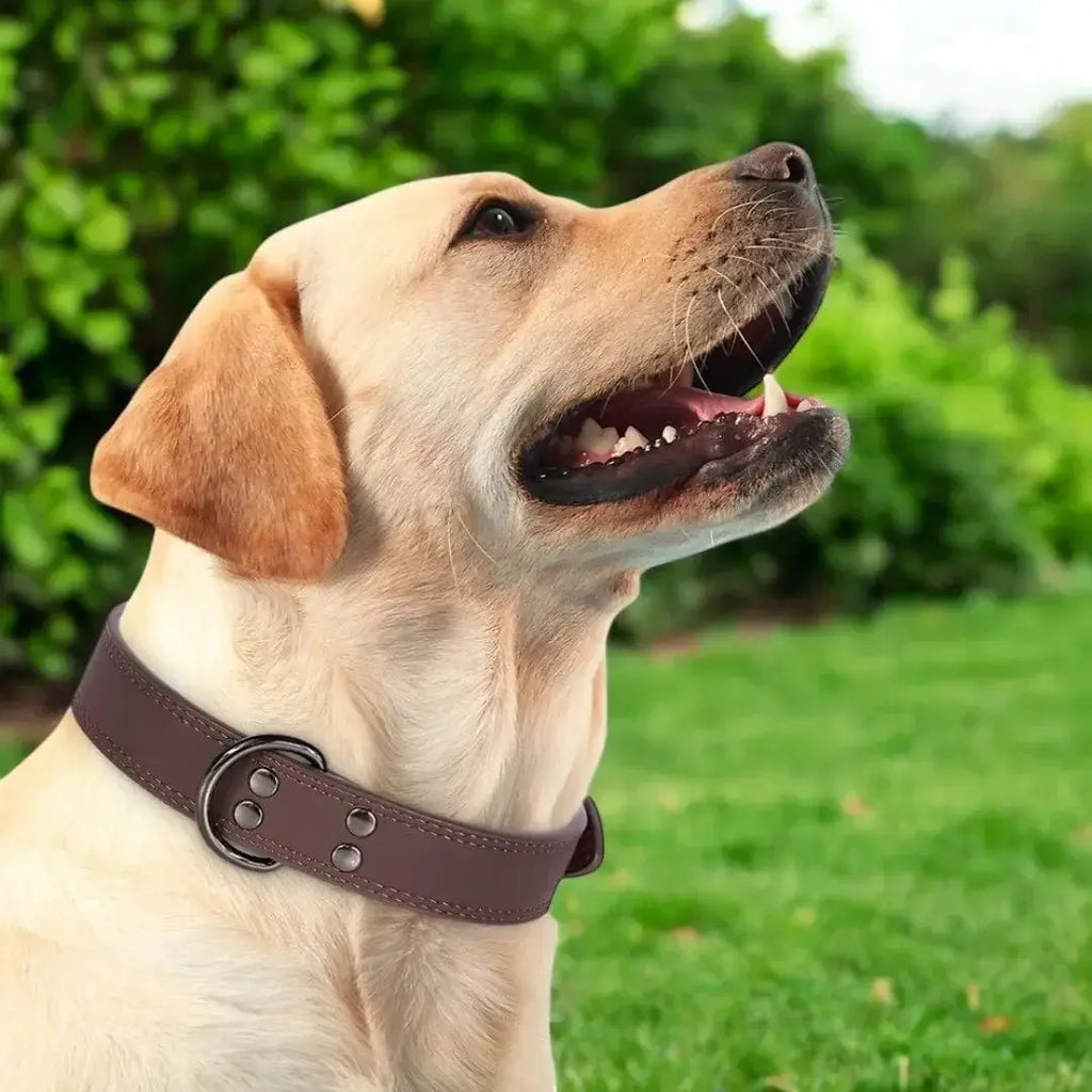 Collier en cuir pour chien - PrestigeK9 : Raffinement et qualité