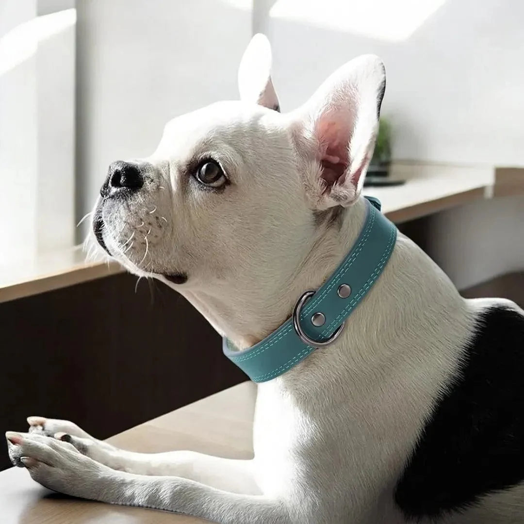 Collier en cuir pour chien - PrestigeK9 : Raffinement et qualité