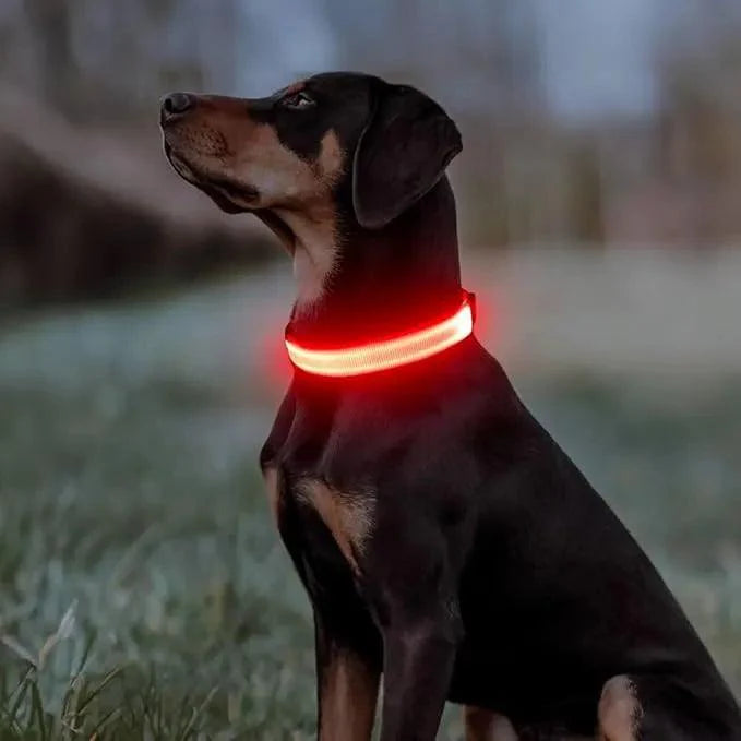 Collier Lumineux - LumiSafe : Assurez sa Sécurité la Nuit