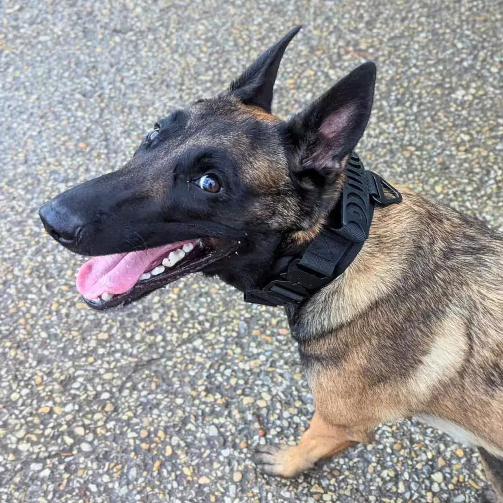Collier chien militaire - TactiK9 v2 : Réglable et ultra-résistant