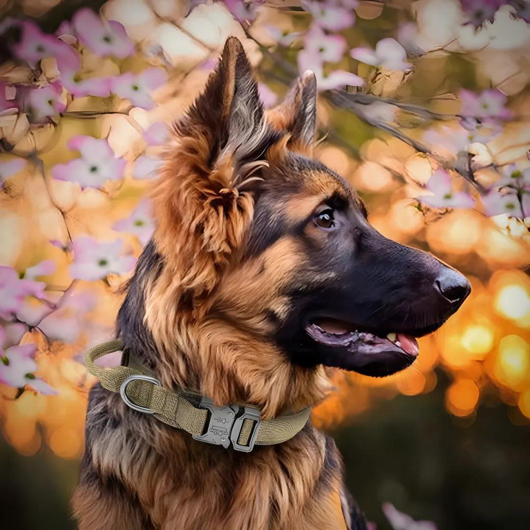 Collier Tactique pour Chien - TactiK9: Robuste et Pratique