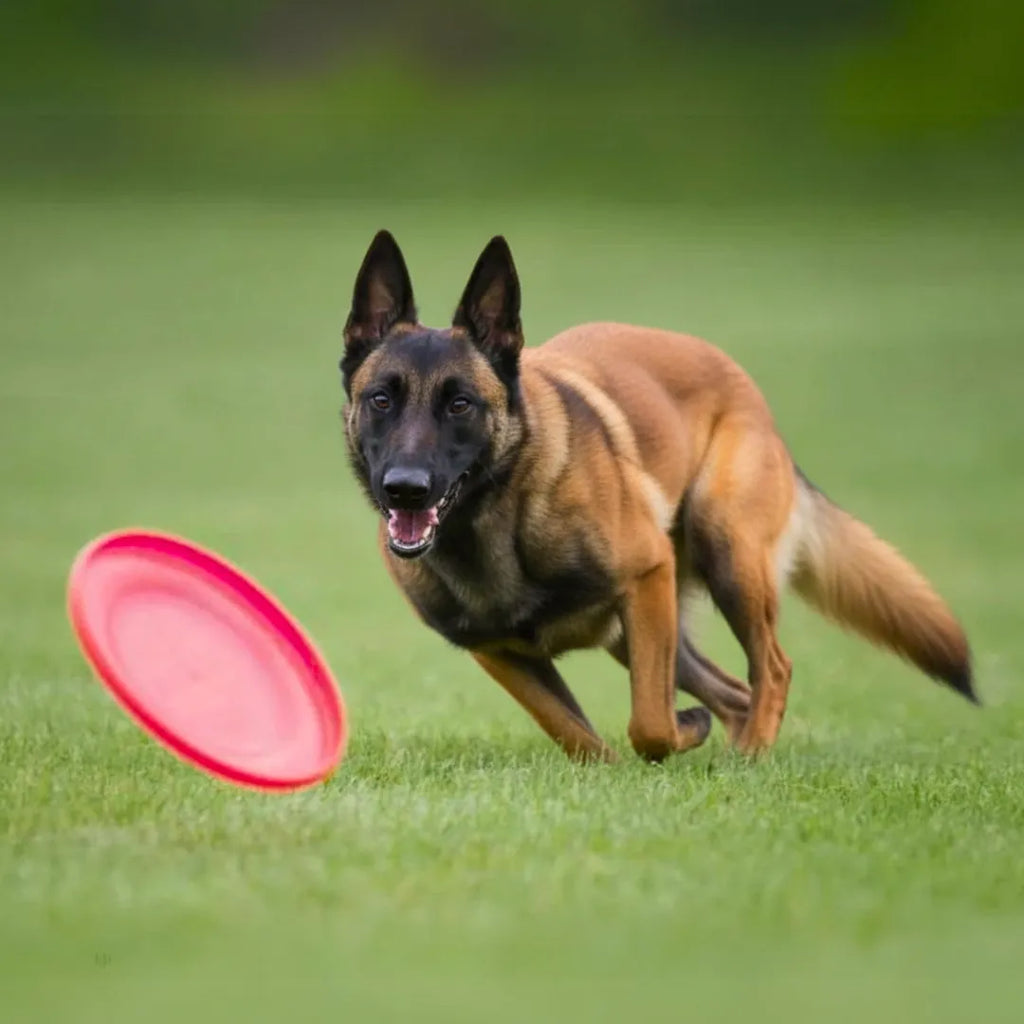 Frisbee pour chien en silicone : Jouez en toute sécurité