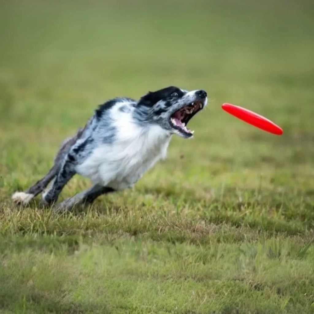 Frisbee pour chien en silicone : Jouez en toute sécurité