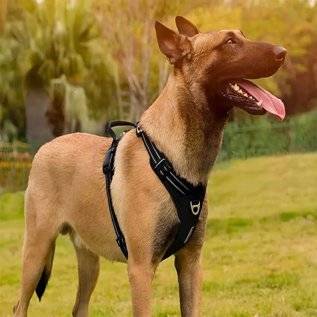 Harnais anti-traction en Y - Moderne & ergonomique