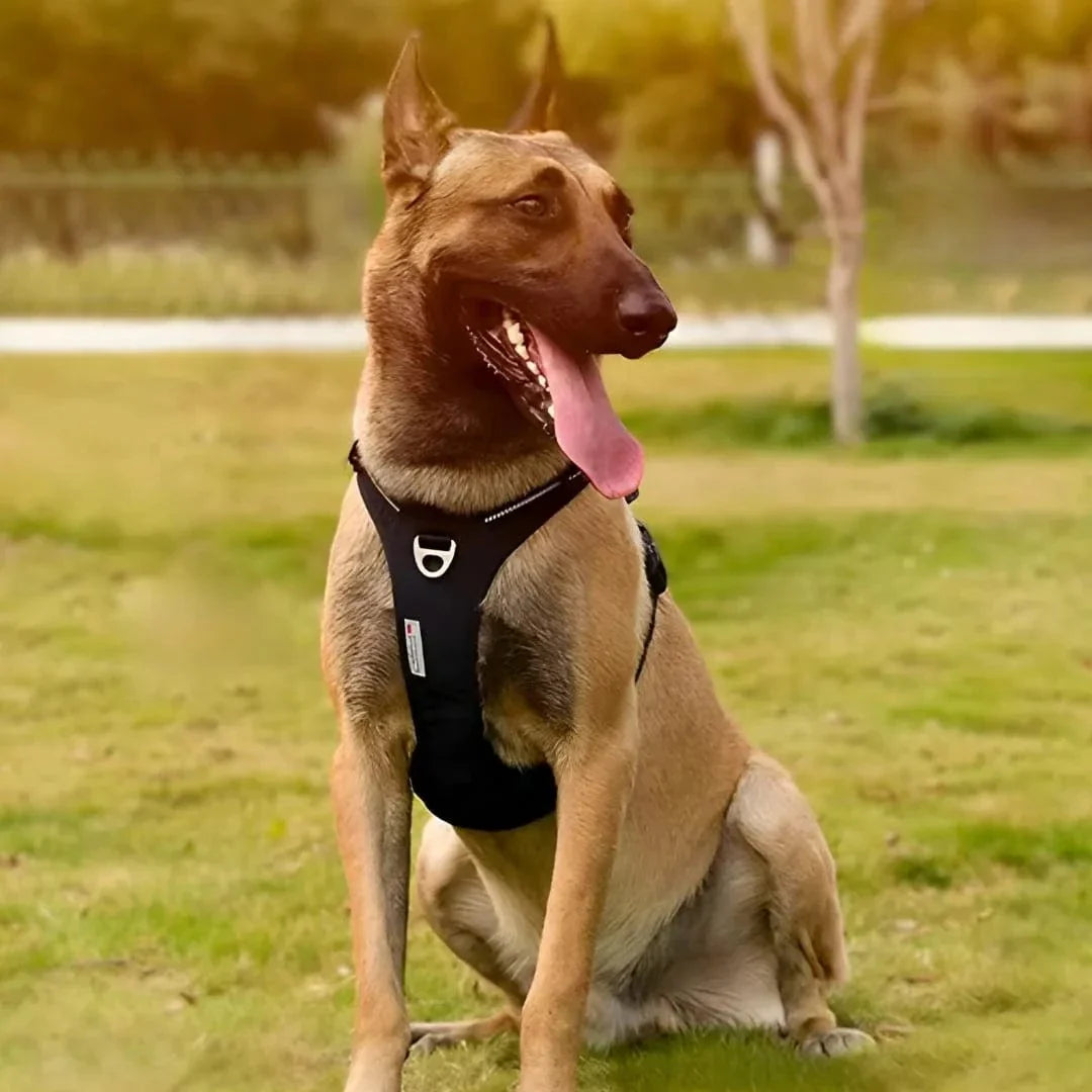 Harnais anti-traction en Y - Moderne & ergonomique