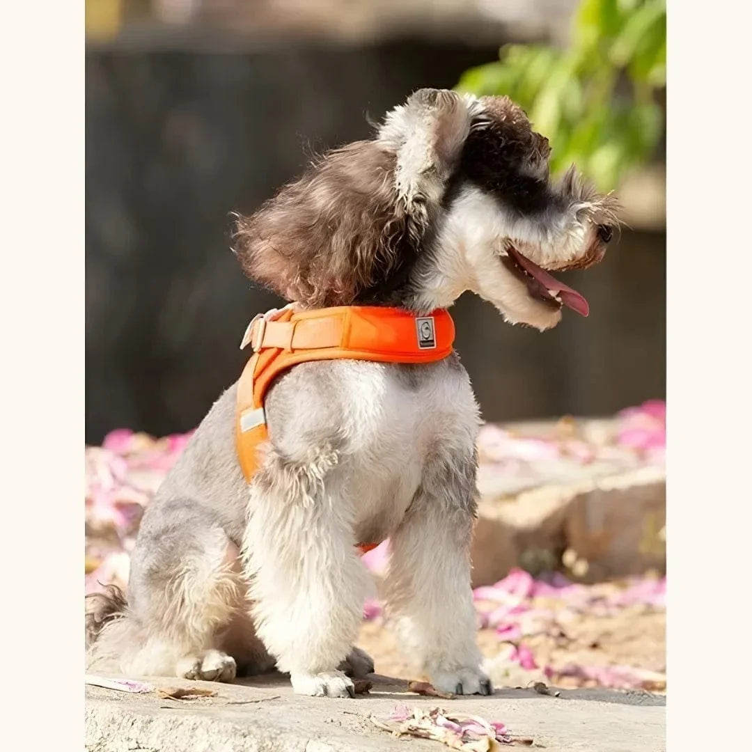 Harnais petit chien – léger, réglable et facile à enfiler