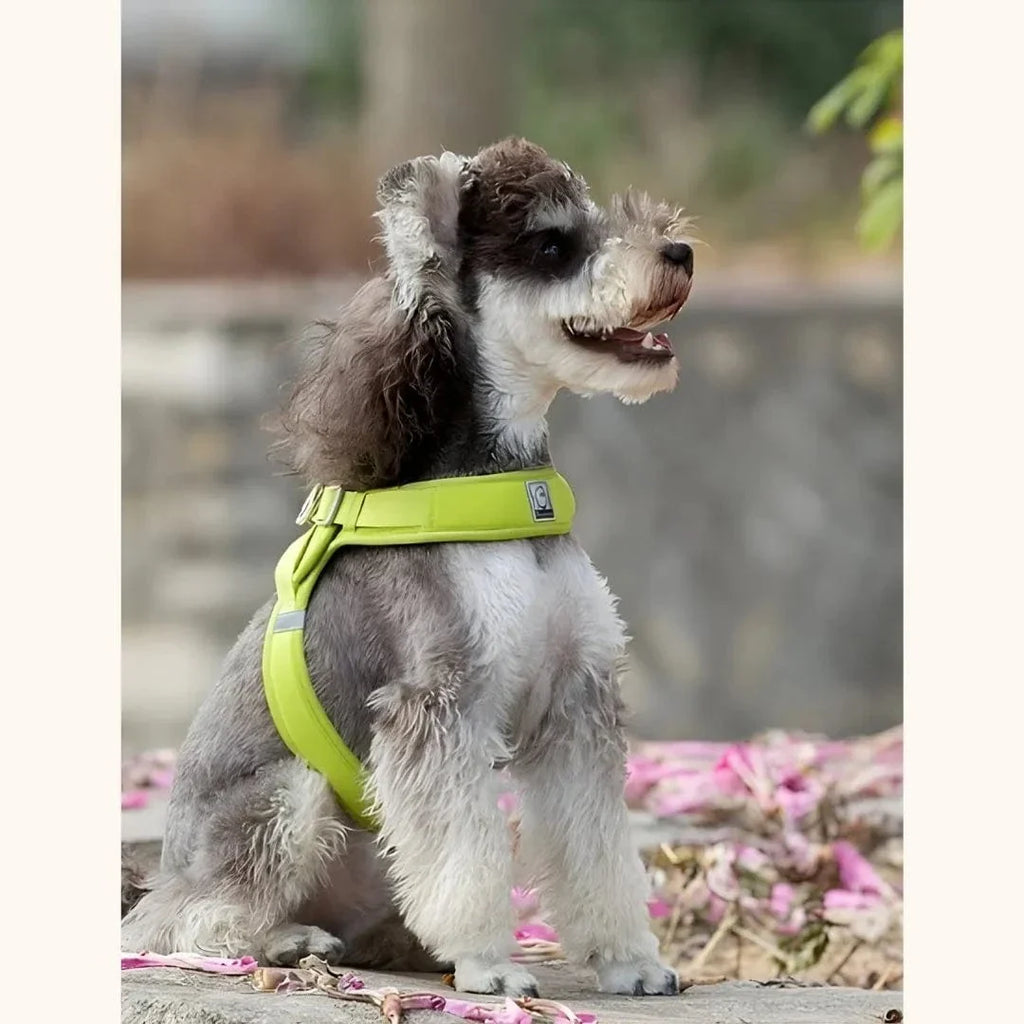 Harnais petit chien – léger, réglable et facile à enfiler