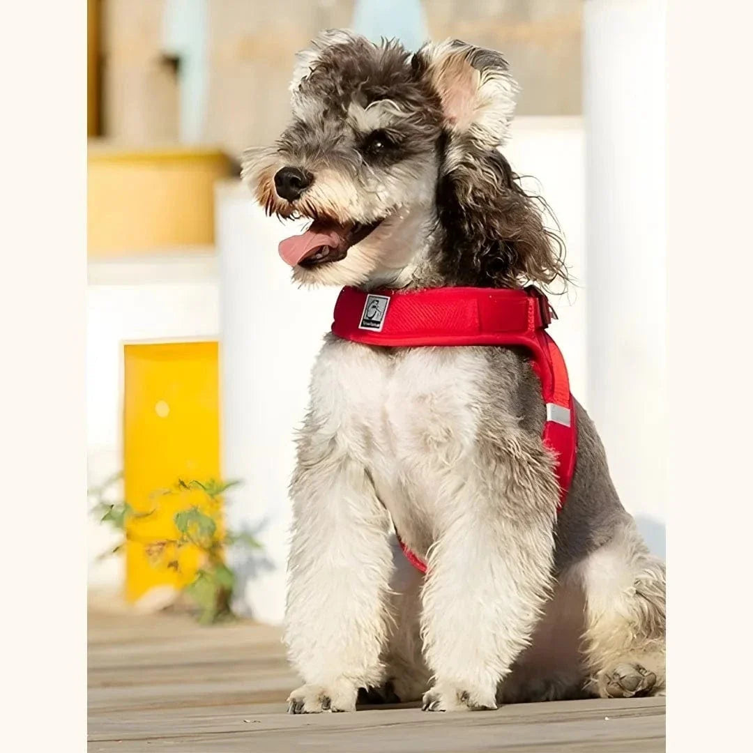 Harnais petit chien – léger, réglable et facile à enfiler