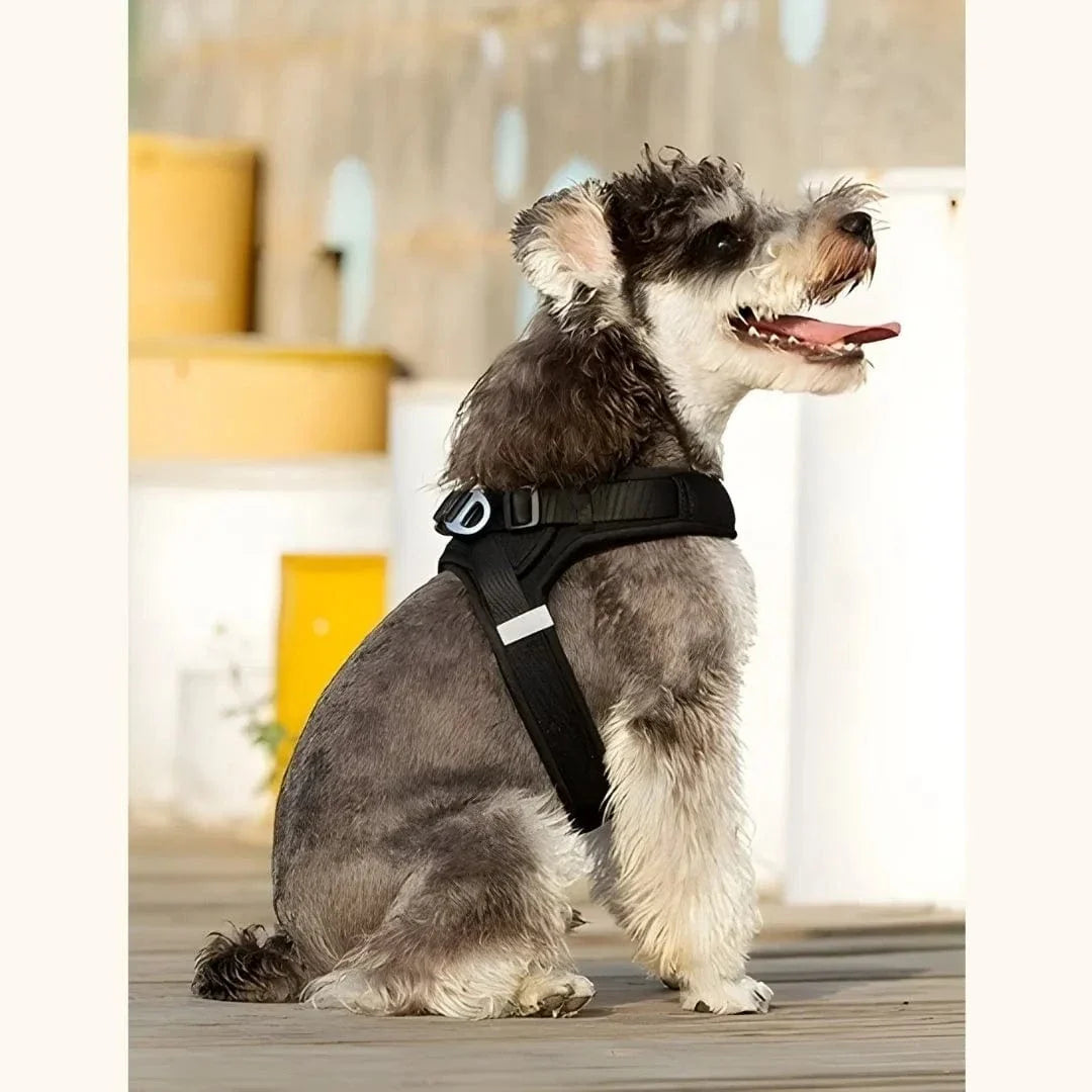 Harnais petit chien – léger, réglable et facile à enfiler
