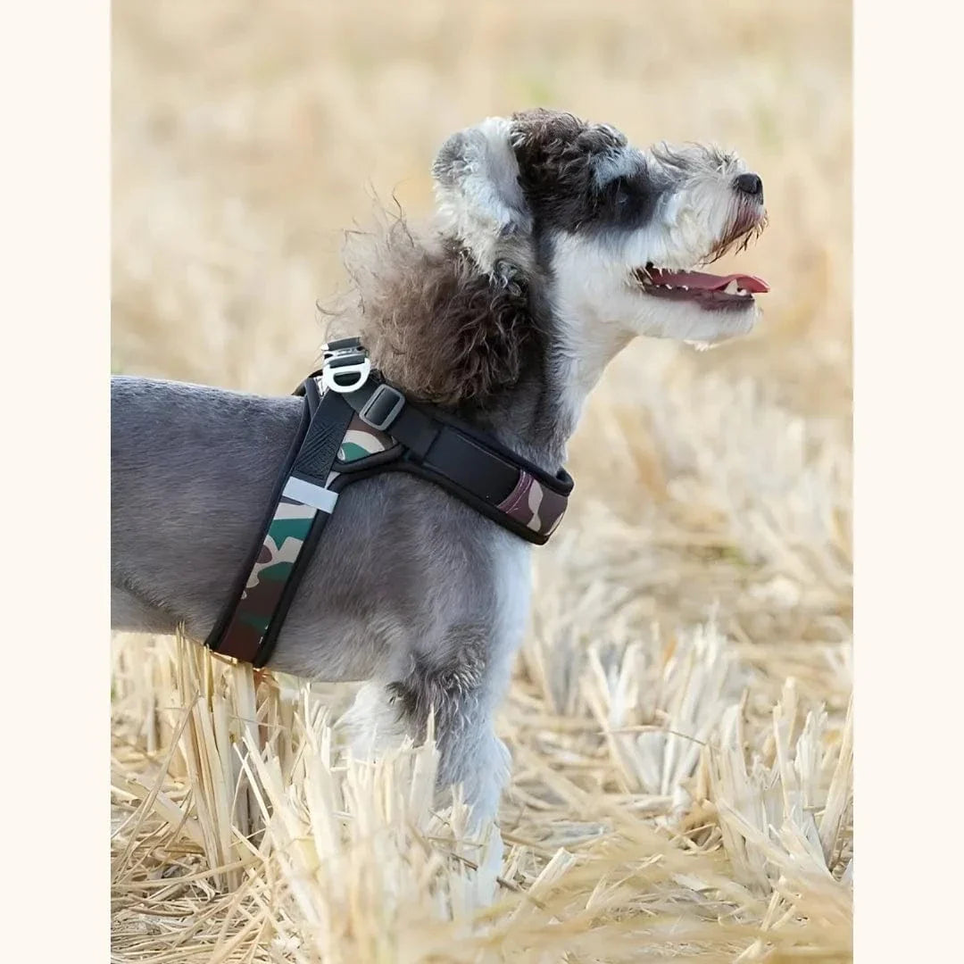 Harnais petit chien – léger, réglable et facile à enfiler