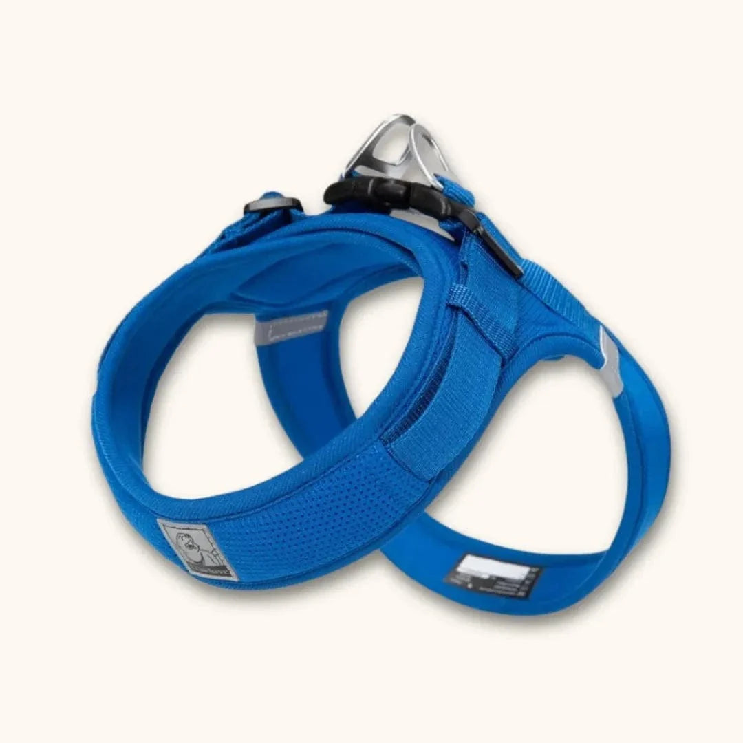 Harnais petit chien en T – chiot dès 2 mois et petites races Bleu / XXS