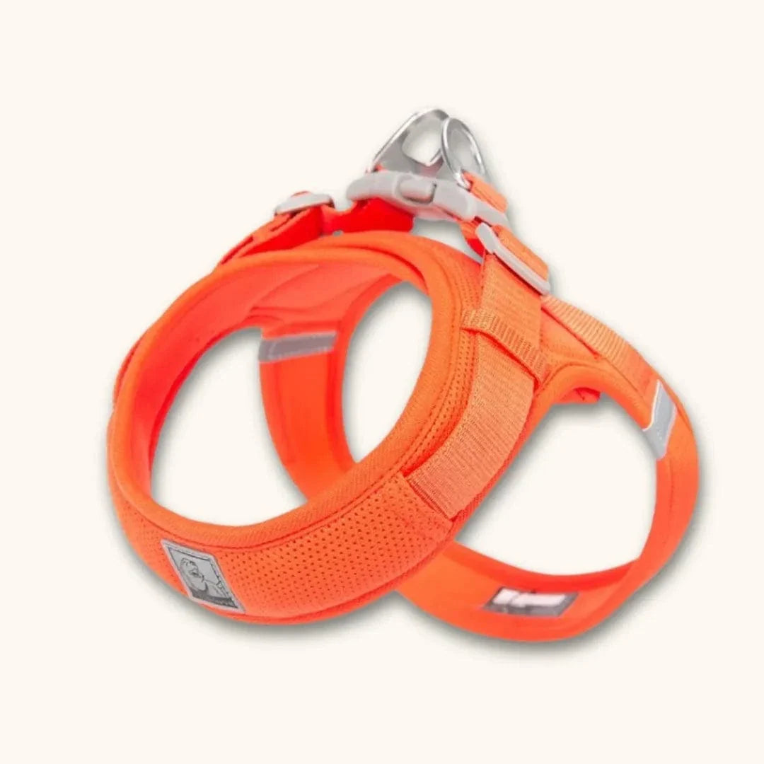 Harnais petit chien en T – chiot dès 2 mois et petites races Orange / XXS
