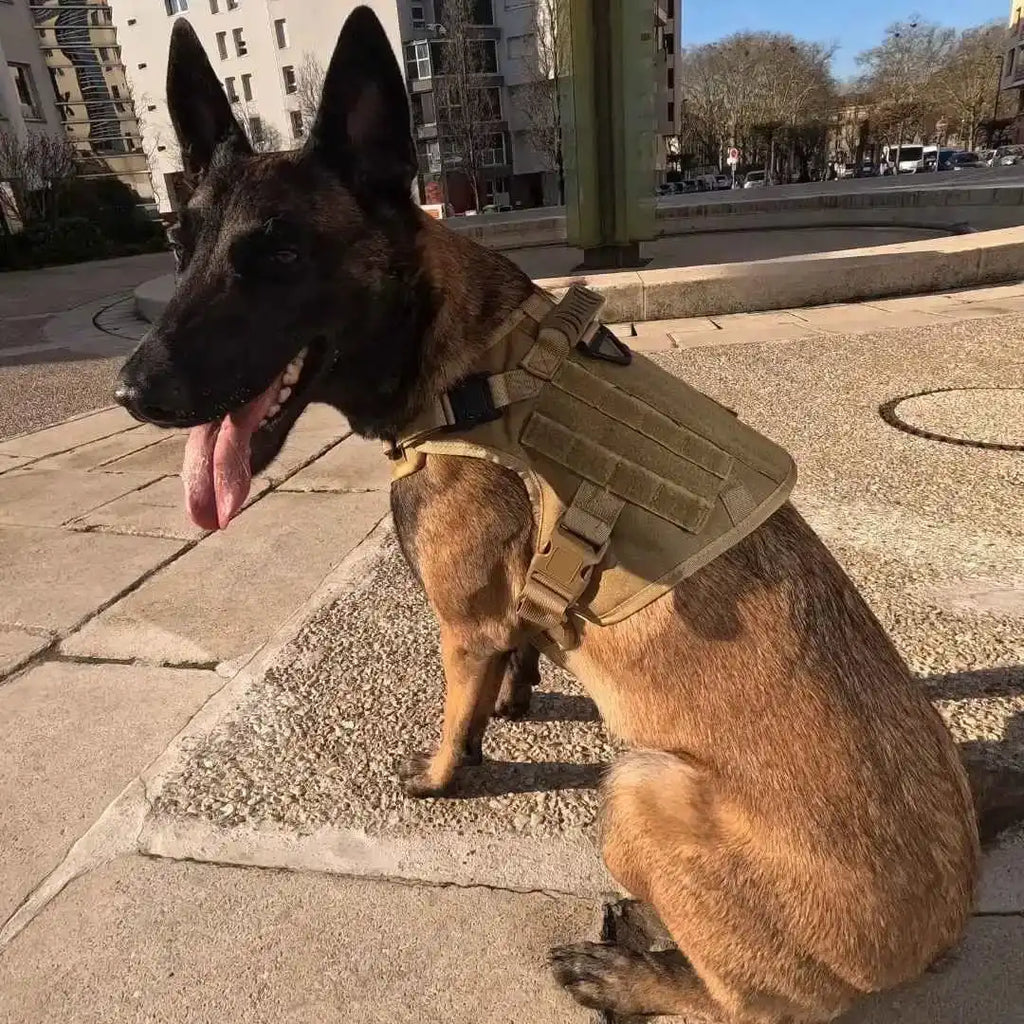 Harnais tactique chien K9 - TactiK9 Pro : polyvalent et durable