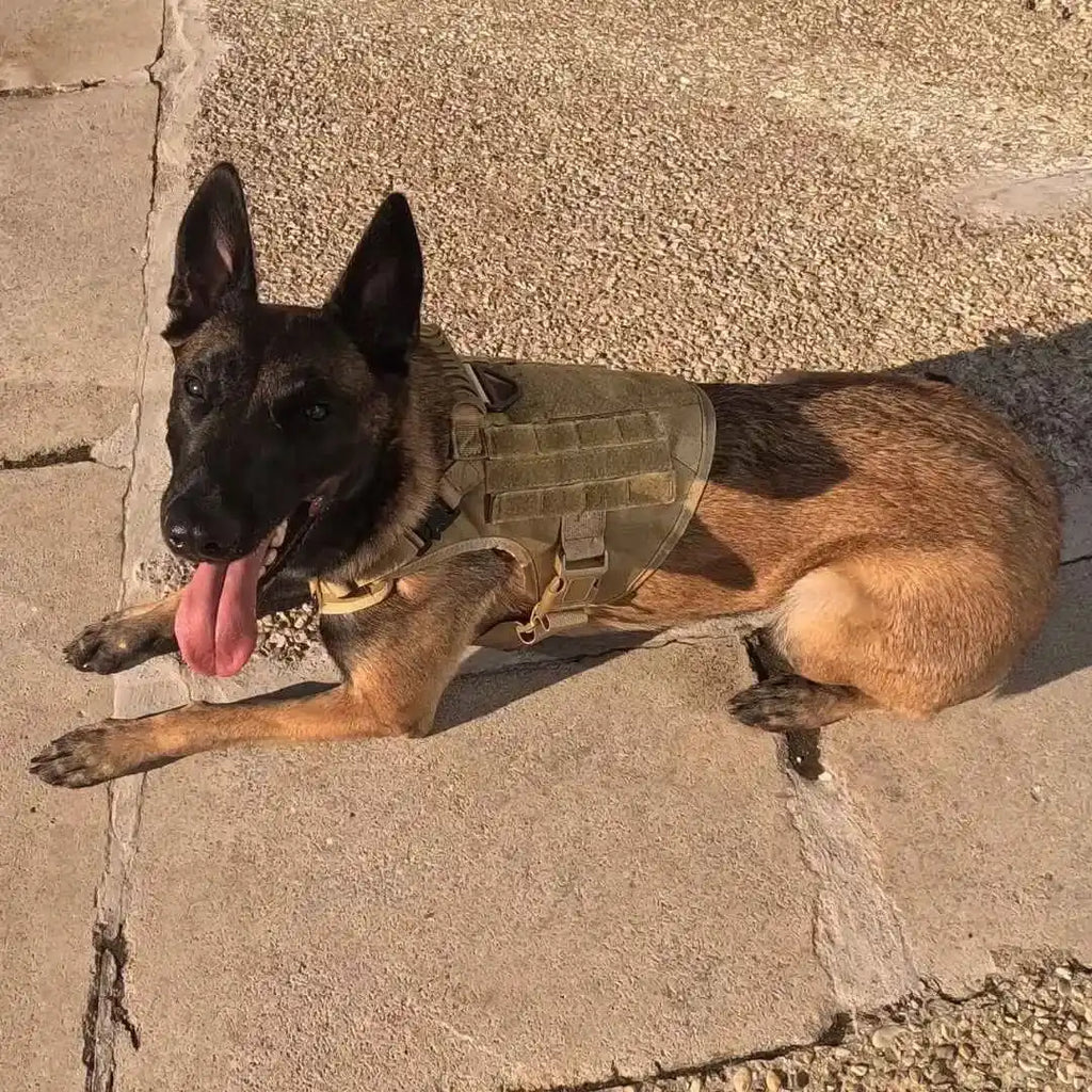 Harnais tactique chien K9 - TactiK9 Pro : polyvalent et durable