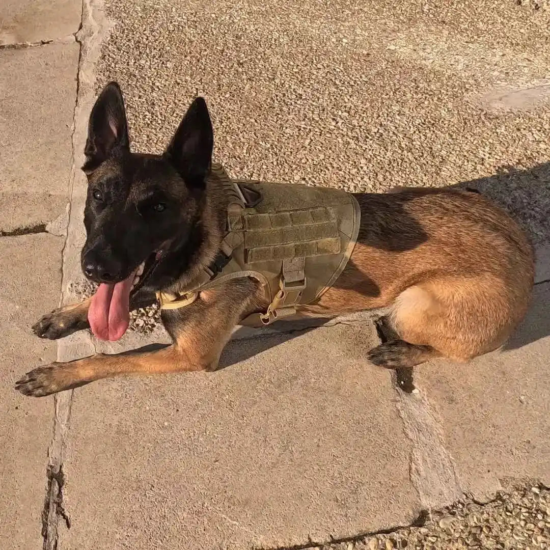 Harnais tactique chien K9 - TactiK9 Pro : polyvalent et durable