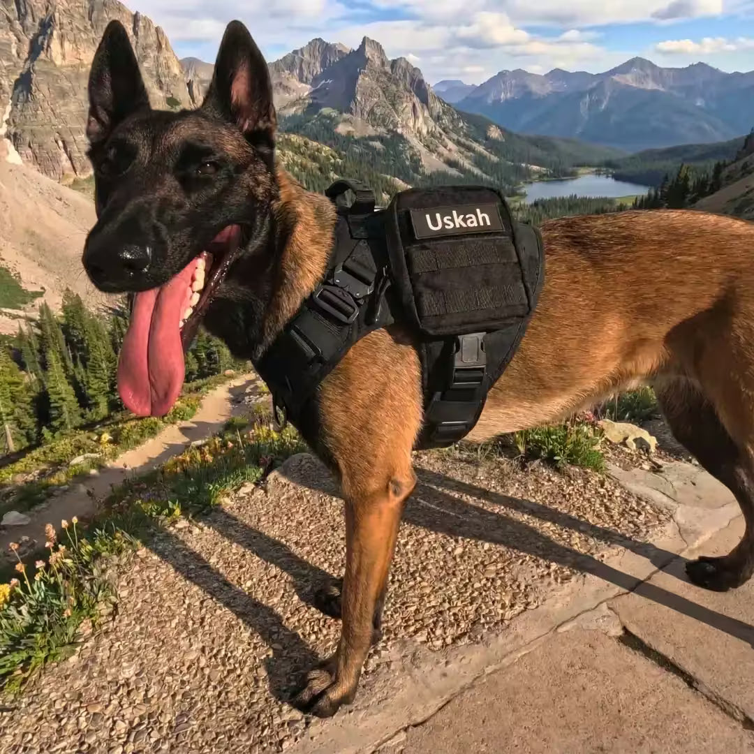 Harnais tactique chien K9 - TactiK9 Pro : polyvalent et durable