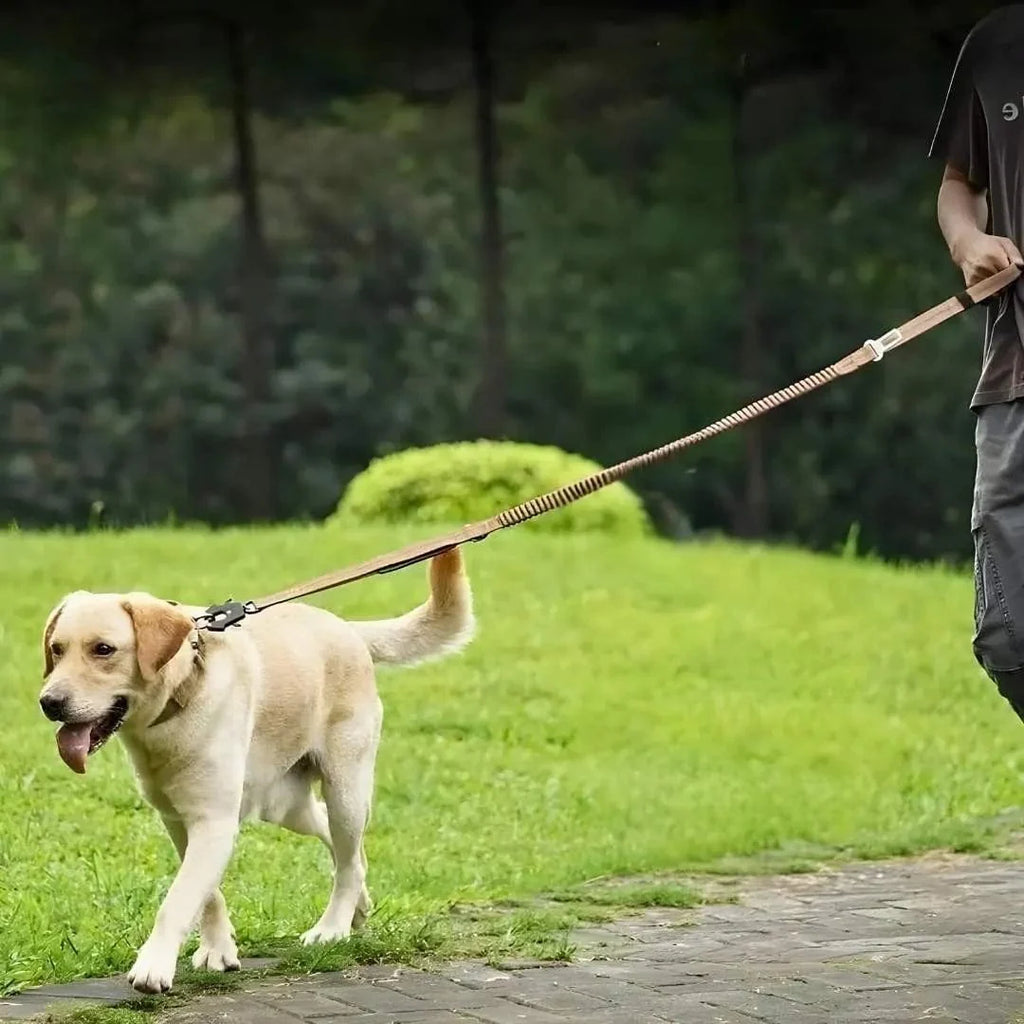 Laisse amortisseur pour chien ShockSafe - Élastique & solide