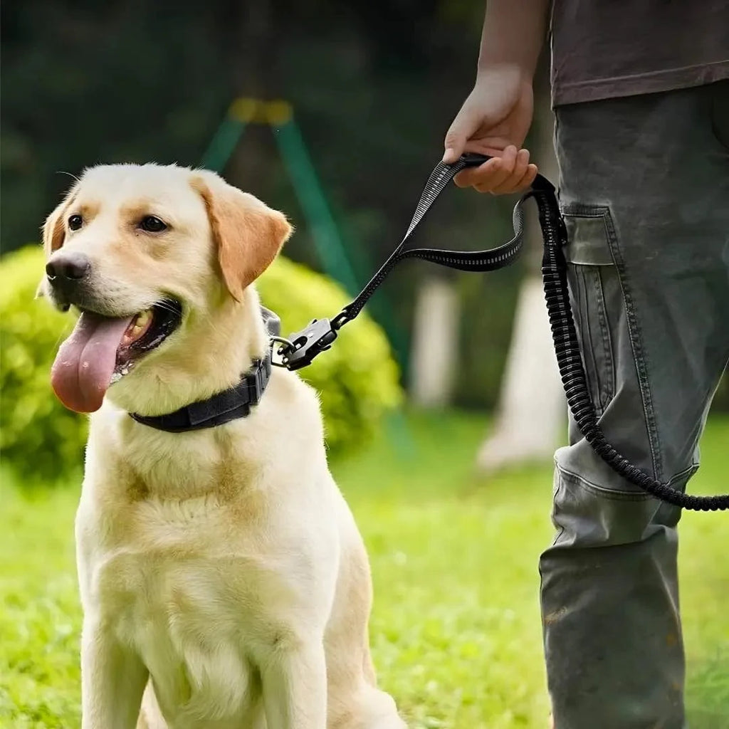 Laisse amortisseur pour chien ShockSafe - Élastique & solide
