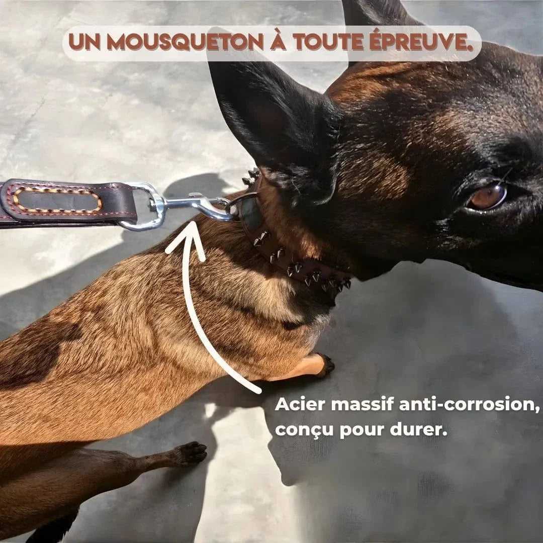 Laisse en cuir pour gros chien – Maestro K9 : Contrôle absolu, style inégalé