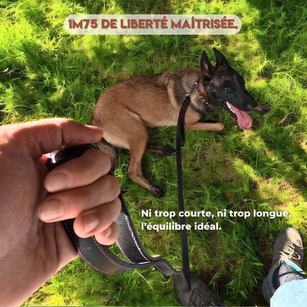 Laisse en cuir pour gros chien – Maestro K9 : Contrôle absolu, style inégalé