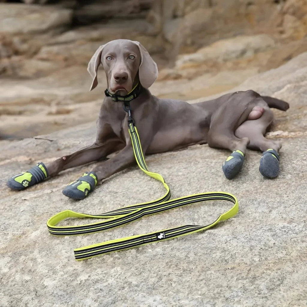 Laisse pour chien en nylon rembourrée – 2 mètres – Réfléchissante