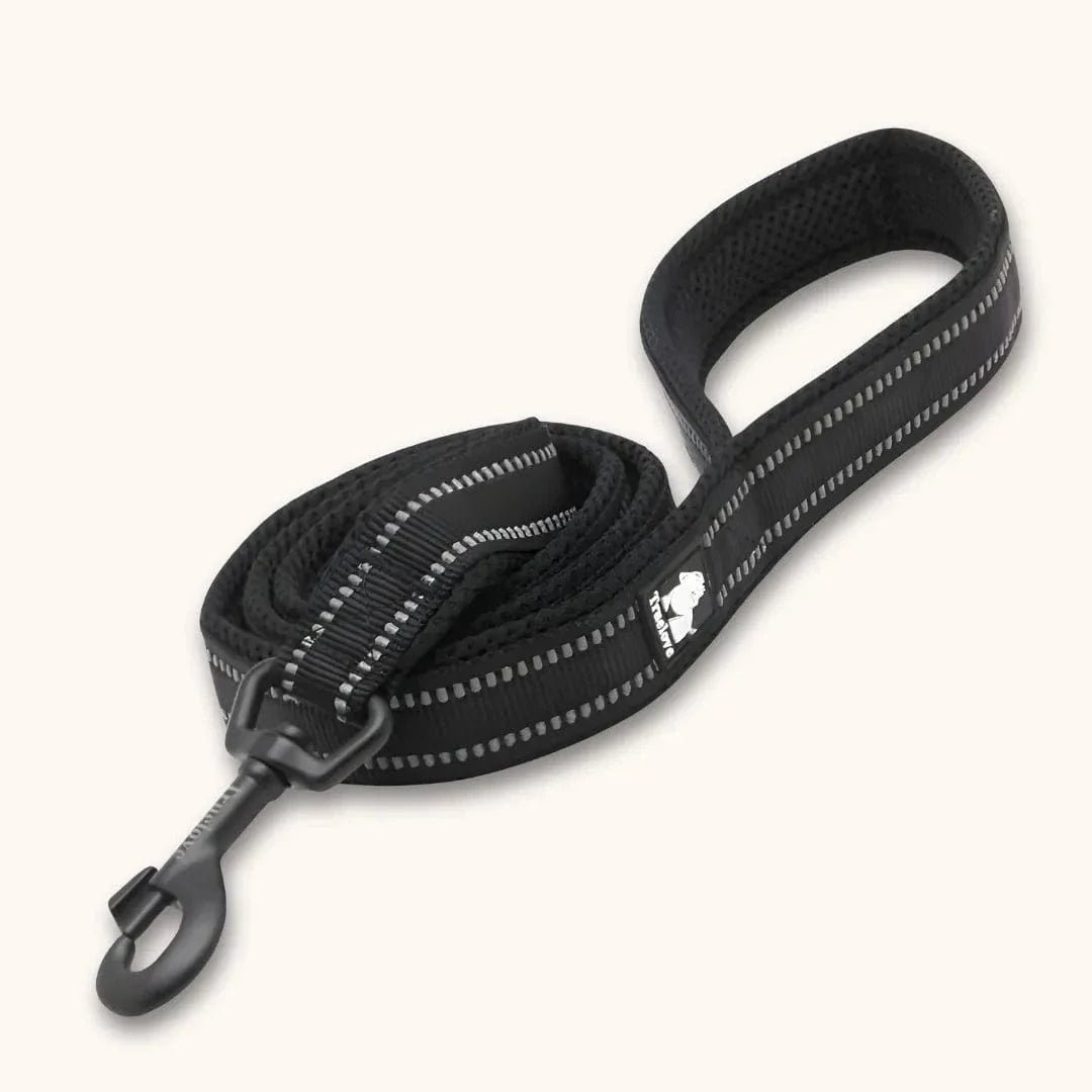 Laisse nylon pour chien 2m - Résistante & réfléchissante Noir / S