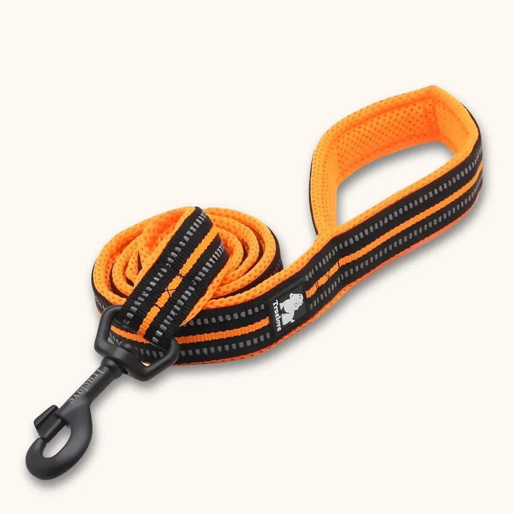 Laisse nylon pour chien 2m - Résistante & réfléchissante Orange / S