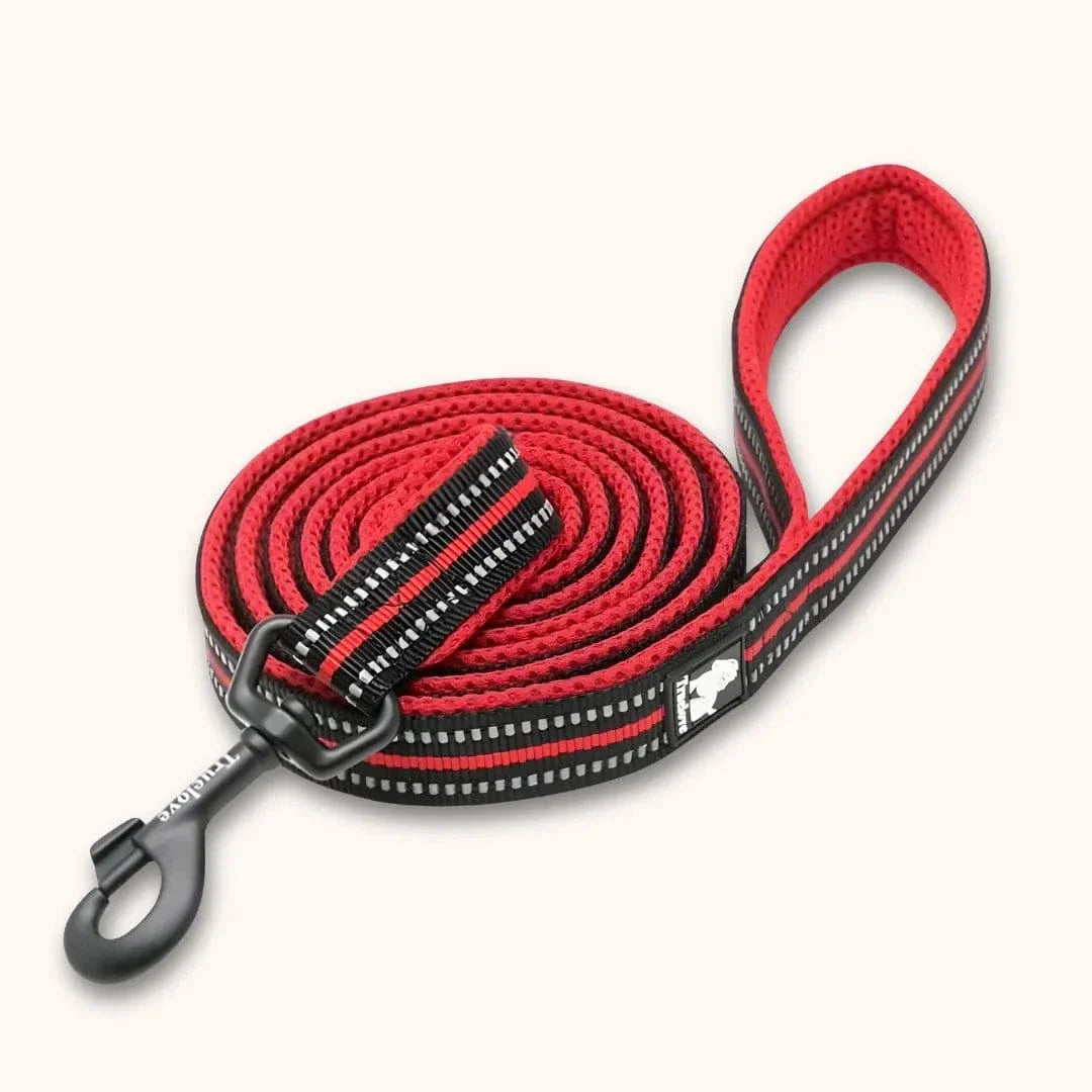 Laisse nylon pour chien 2m - Résistante & réfléchissante Rouge / S