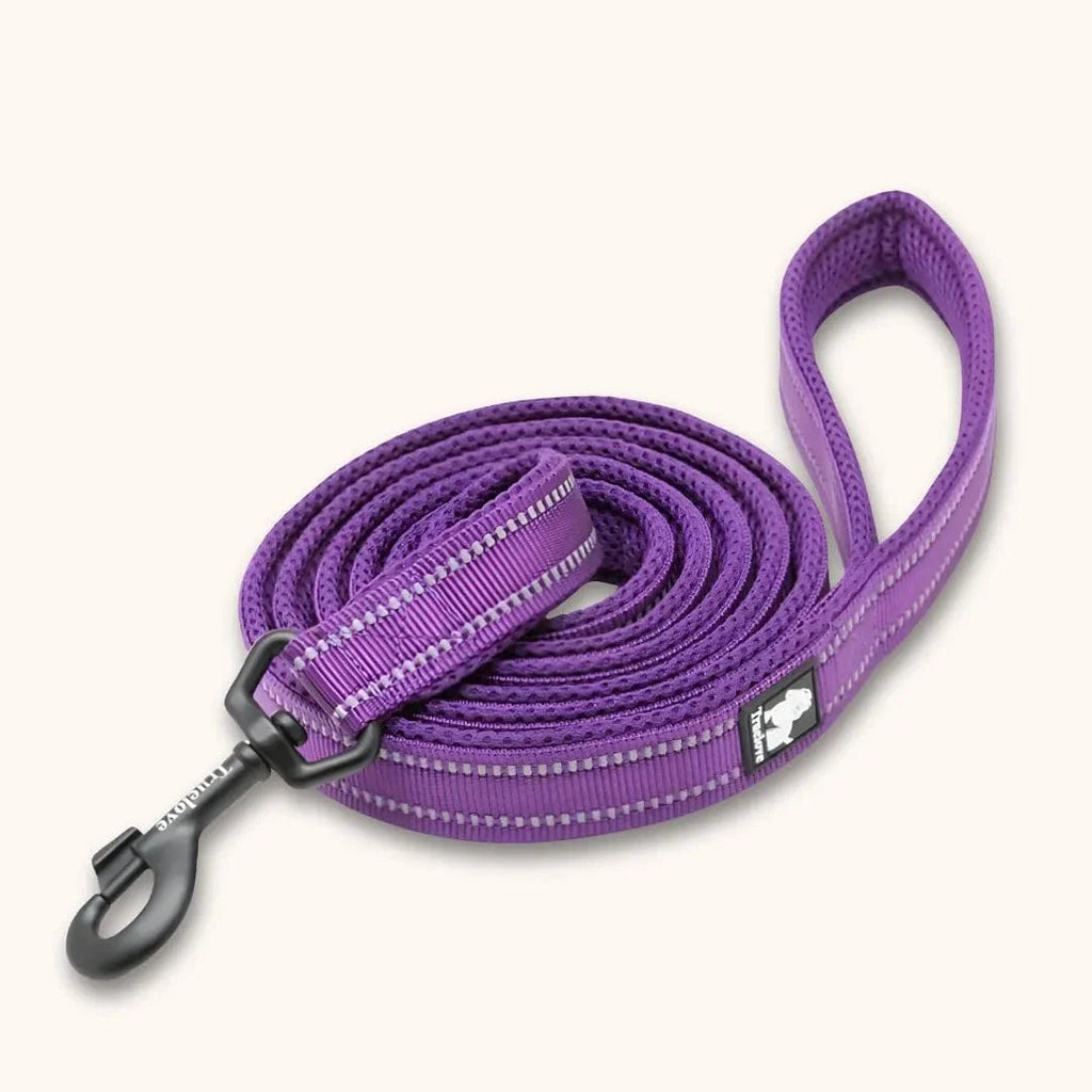 Laisse nylon pour chien 2m - Résistante & réfléchissante Violet / S