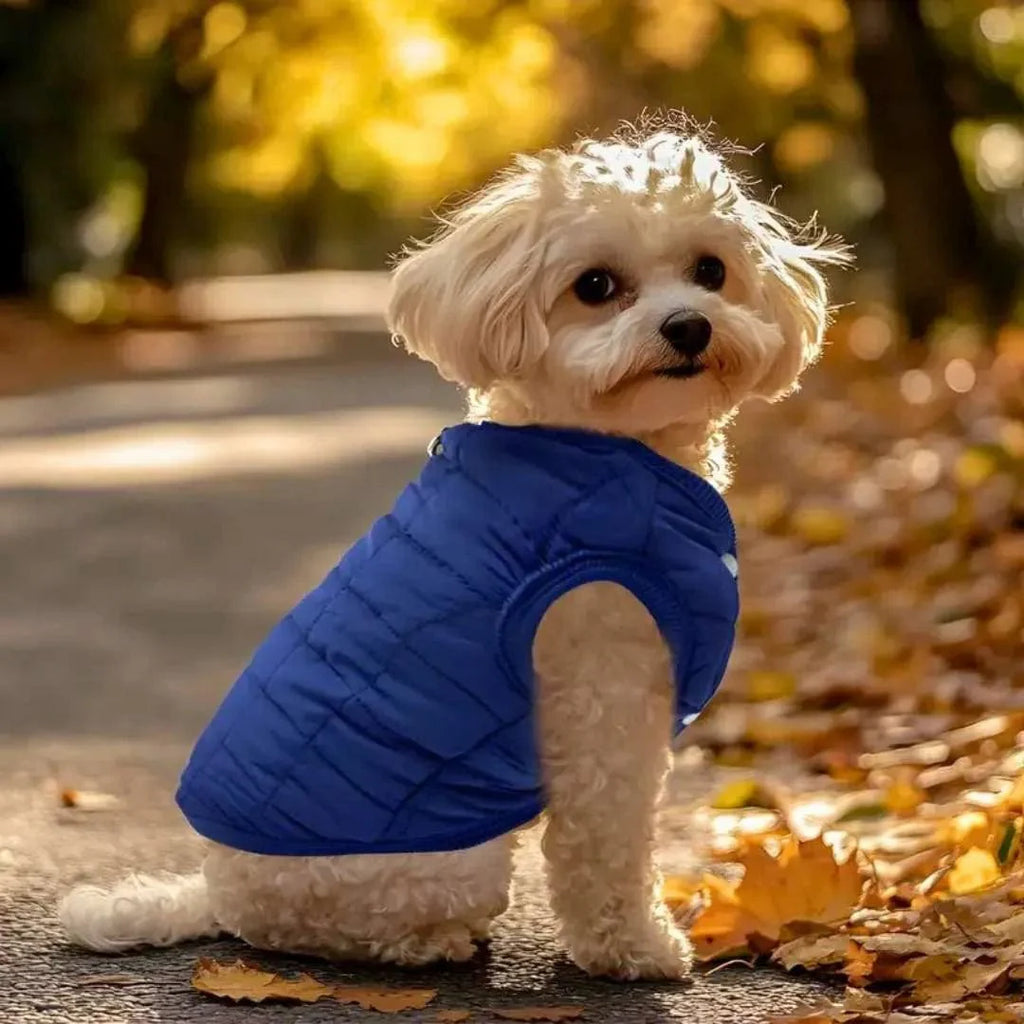 Manteau Chihuahua : douceur et confort pour les temps frais