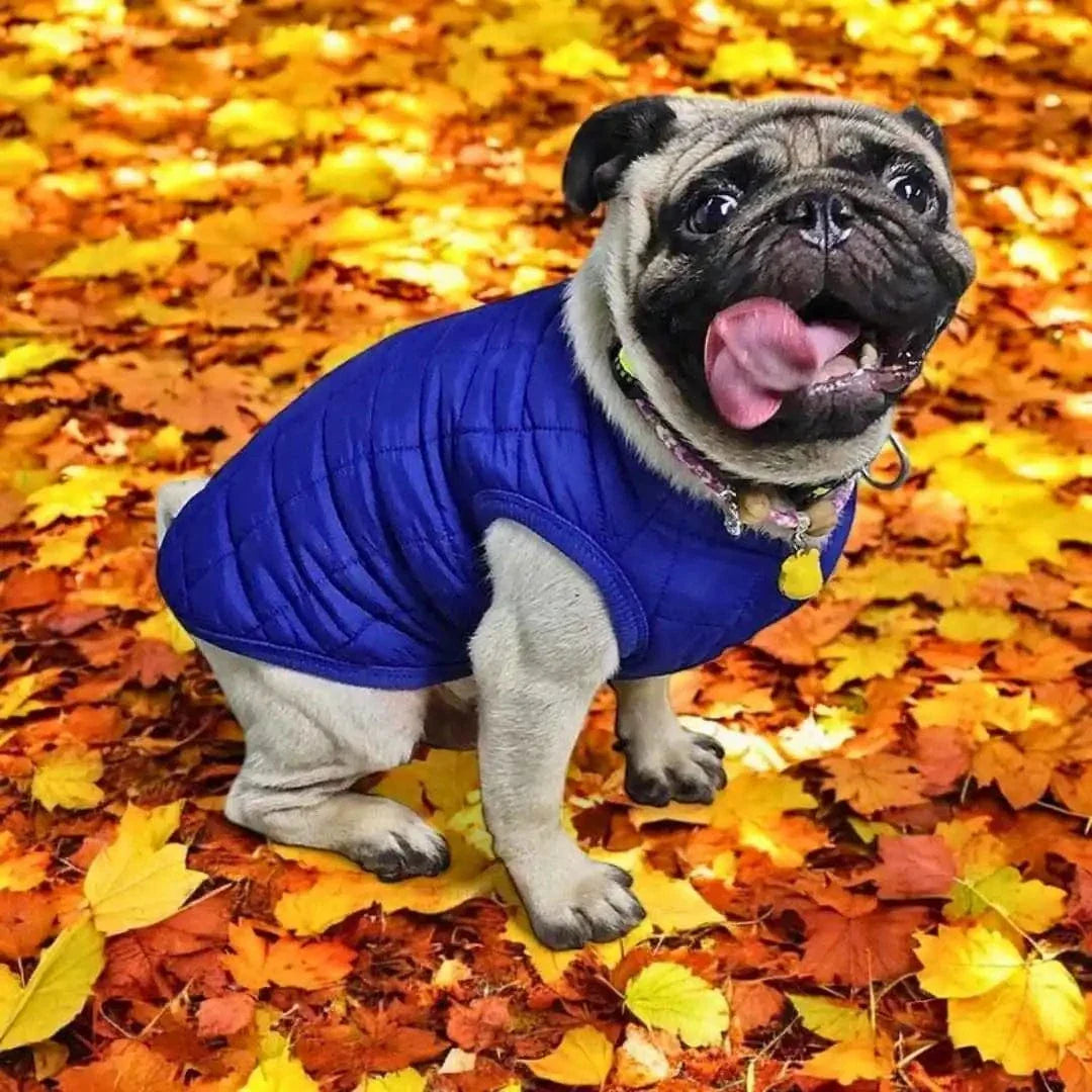 Manteau Chihuahua : douceur et confort pour les temps frais