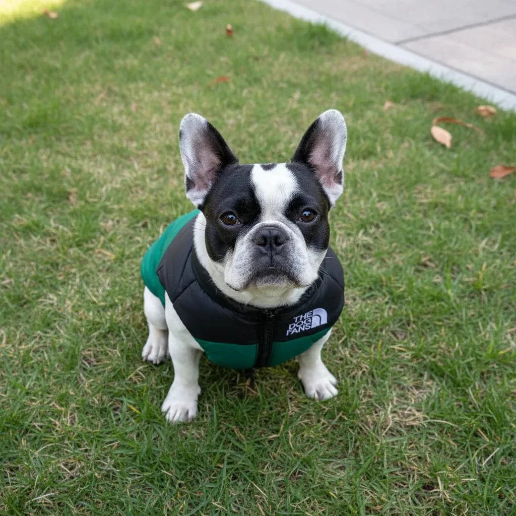 Manteau d’hiver pour Bouledogue Français et Anglais