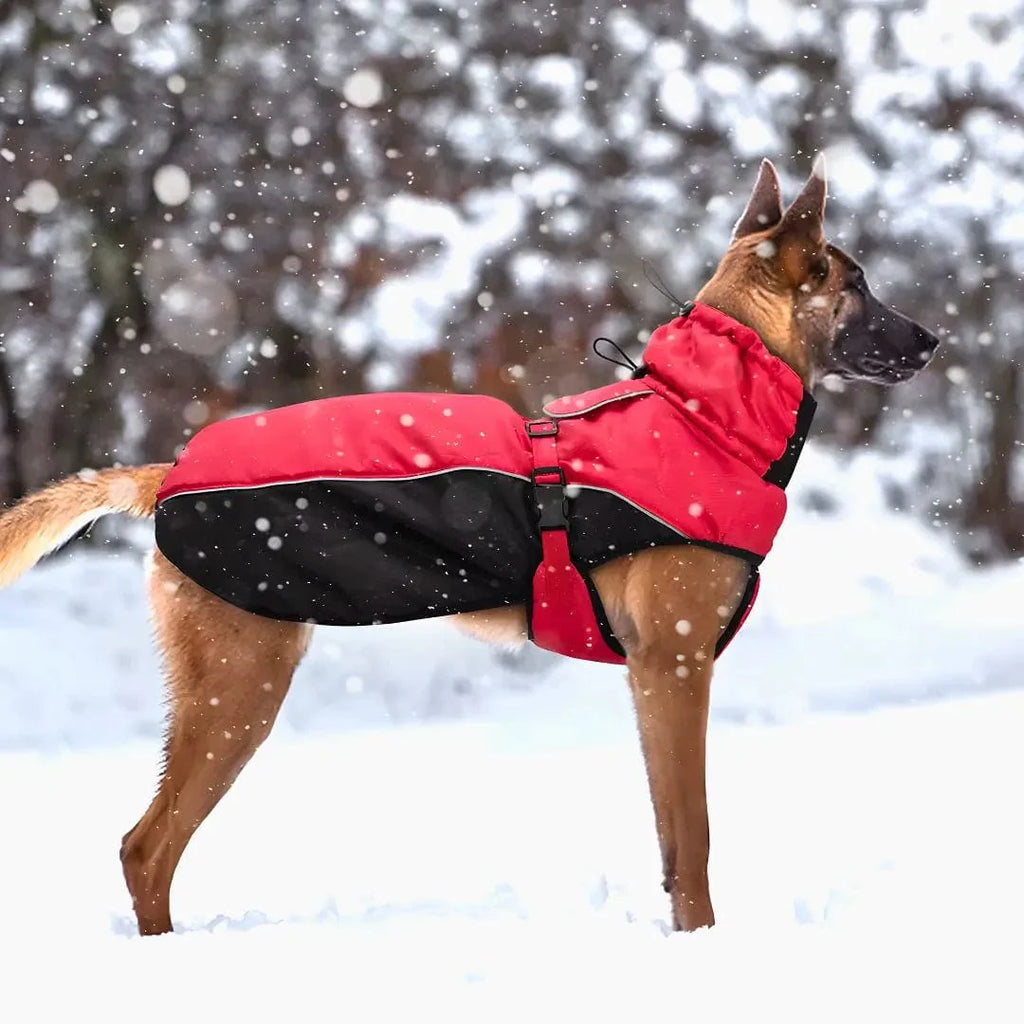 Manteau pour Malinois : Confort et protection totale