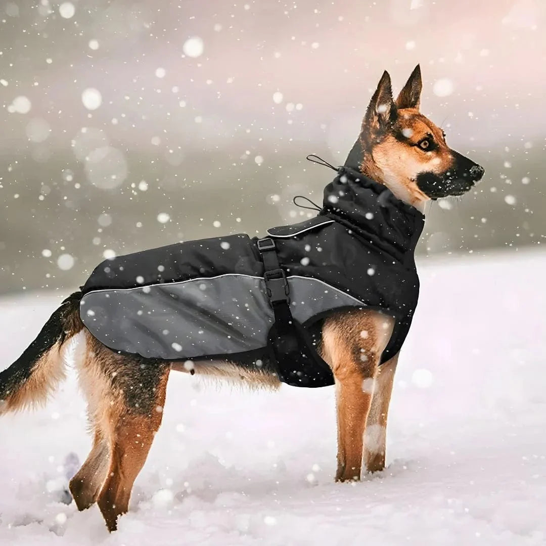 Manteau pour Malinois : Confort et protection totale
