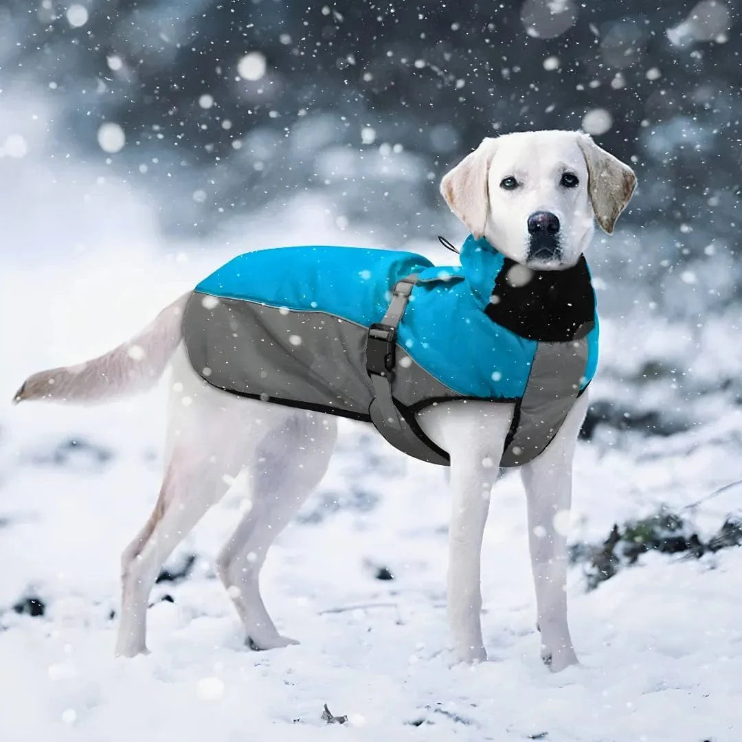 Manteau pour Malinois : Confort et protection totale
