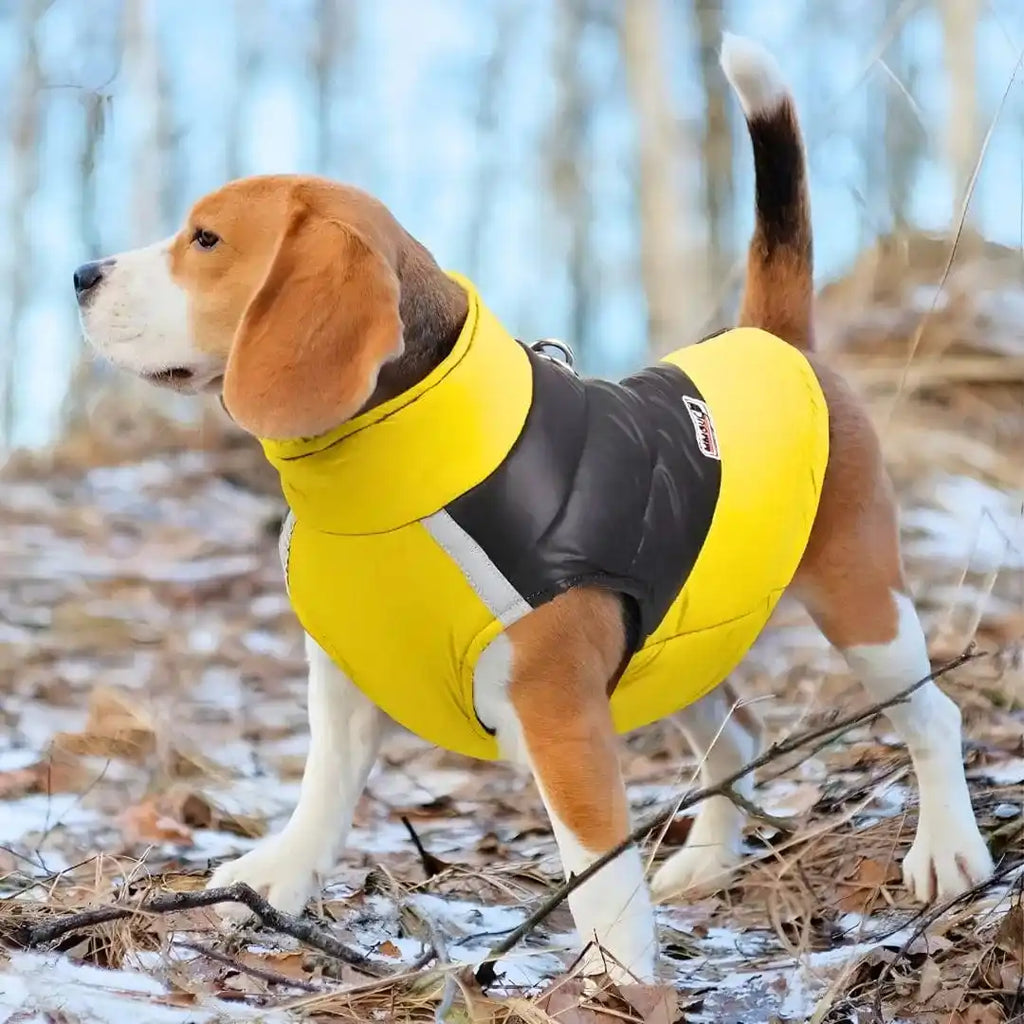 Manteau chien Beagle : Style Doudoune