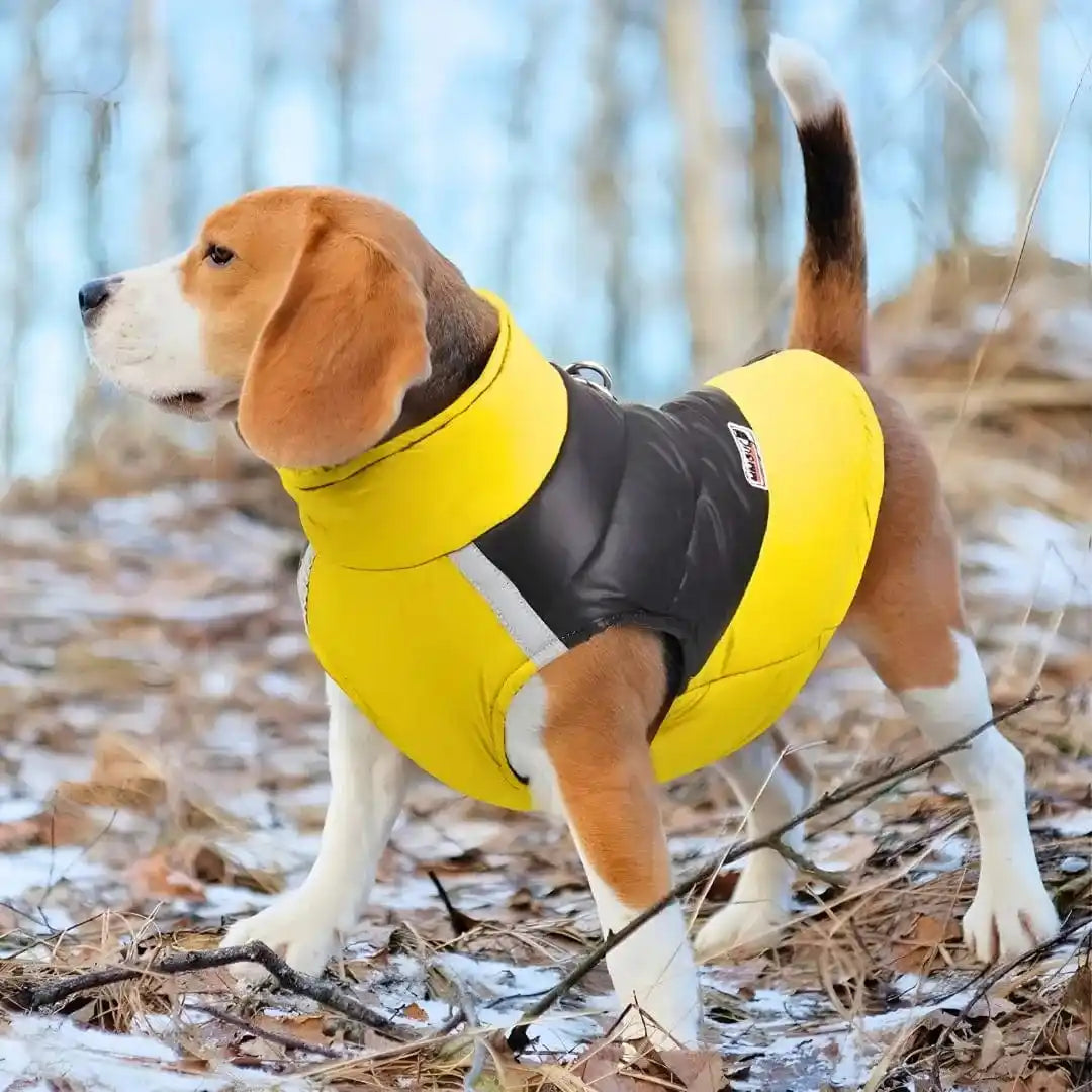 Manteau chien Beagle : Style Doudoune
