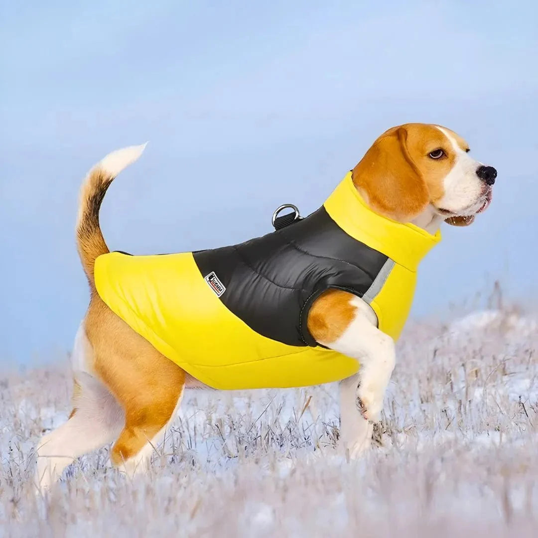 Manteau chien Beagle : Style Doudoune