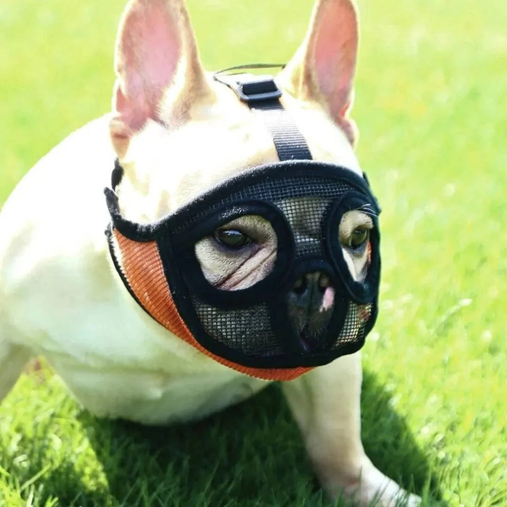 Muselière pour bouledogue français – Pratique et confortable