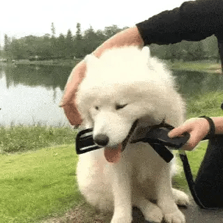 Muselière en nylon pour chien – Pratique et accessible
