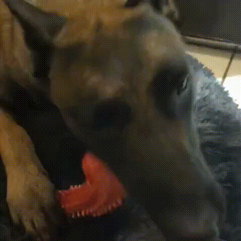 Os à mâcher pour chien en caoutchouc naturel - K9Titan