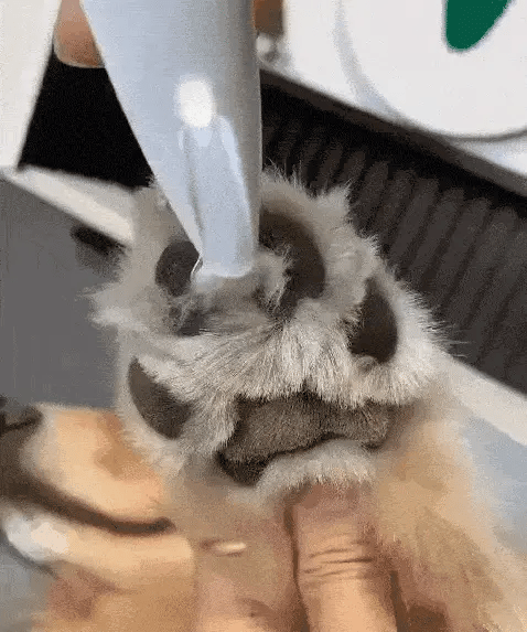 Tondeuse pattes chien - PawCare : précise et facile à utiliser