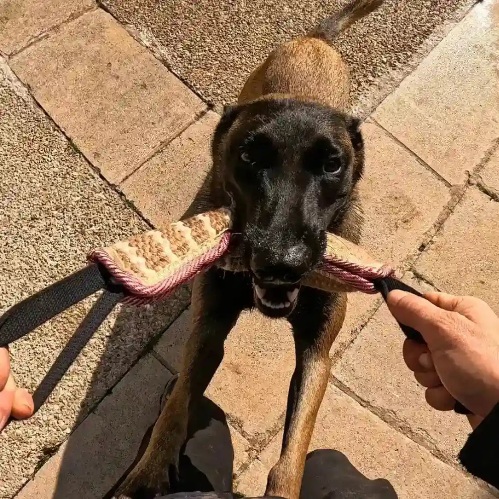 Tug pour chiot - K9 TugMaster : Améliore le focus